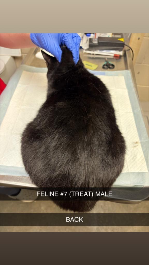 Enlarge TREAT 7, a Adoptable mixed breed in Wintersville, OH image 2/6