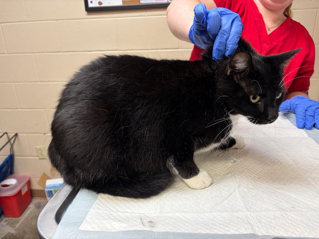 Enlarge TREAT 7, a Adoptable mixed breed in Wintersville, OH image 3/6