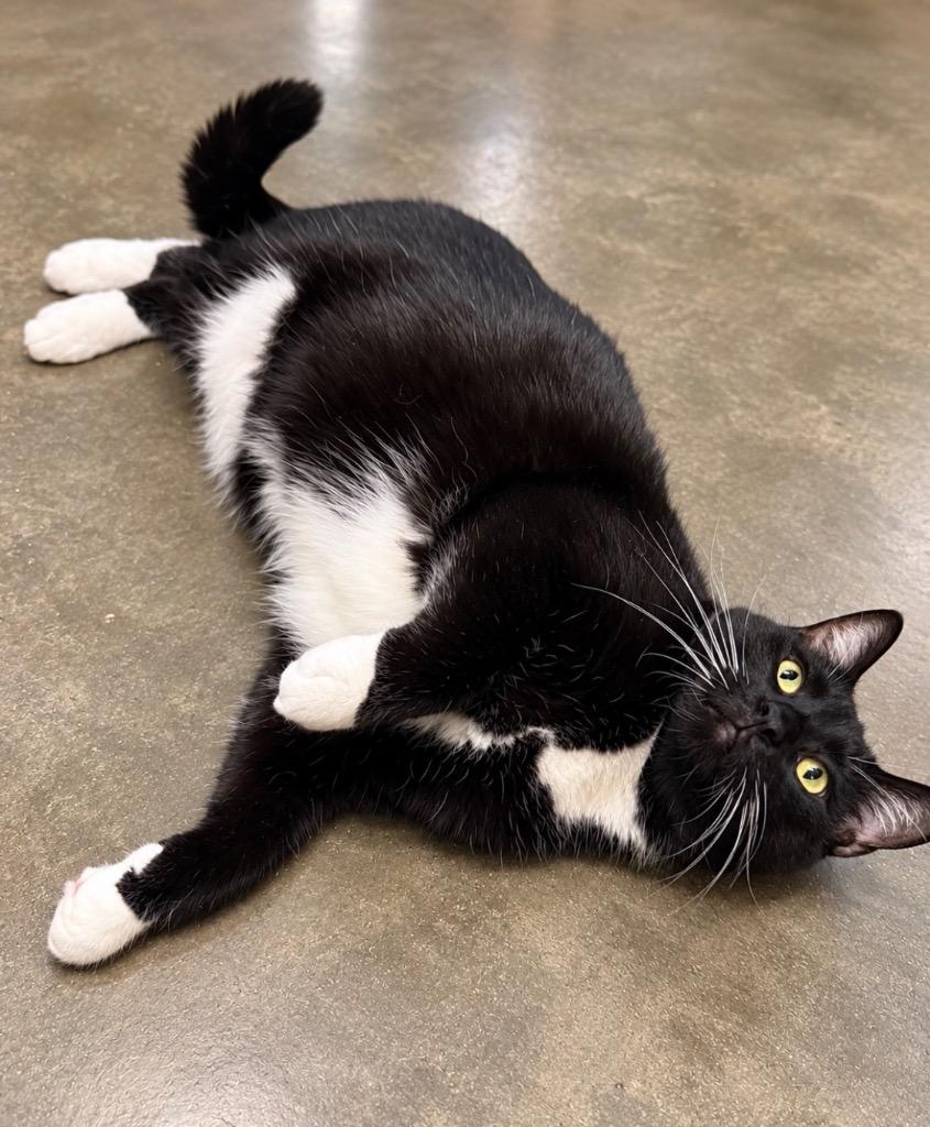 Enlarge TREAT 7, a Adoptable mixed breed in Wintersville, OH image 4/6