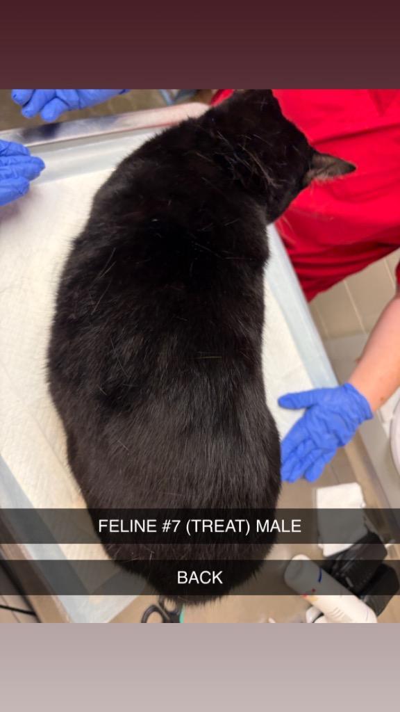 Enlarge TREAT 7, a Adoptable mixed breed in Wintersville, OH image 5/6