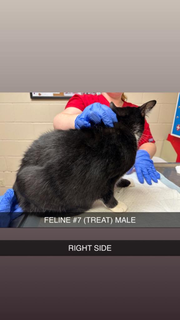 Enlarge TREAT 7, a Adoptable mixed breed in Wintersville, OH image 6/6