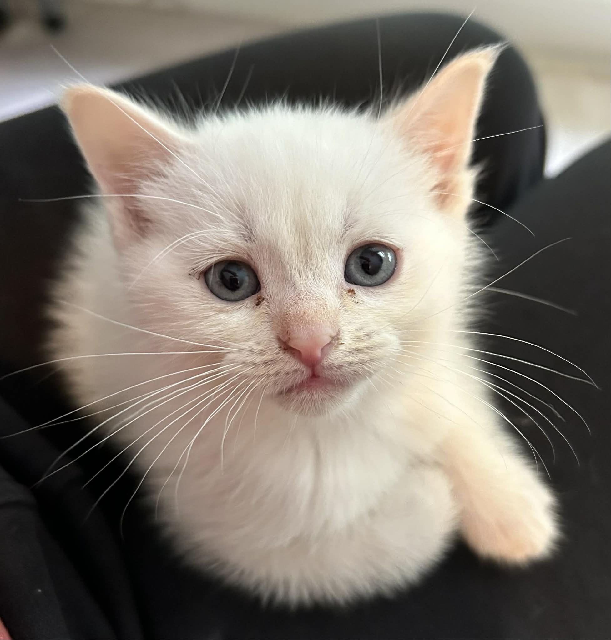 Tutti Frutti, ADOPTABLE, Kitten Female Domestic Short Hair.