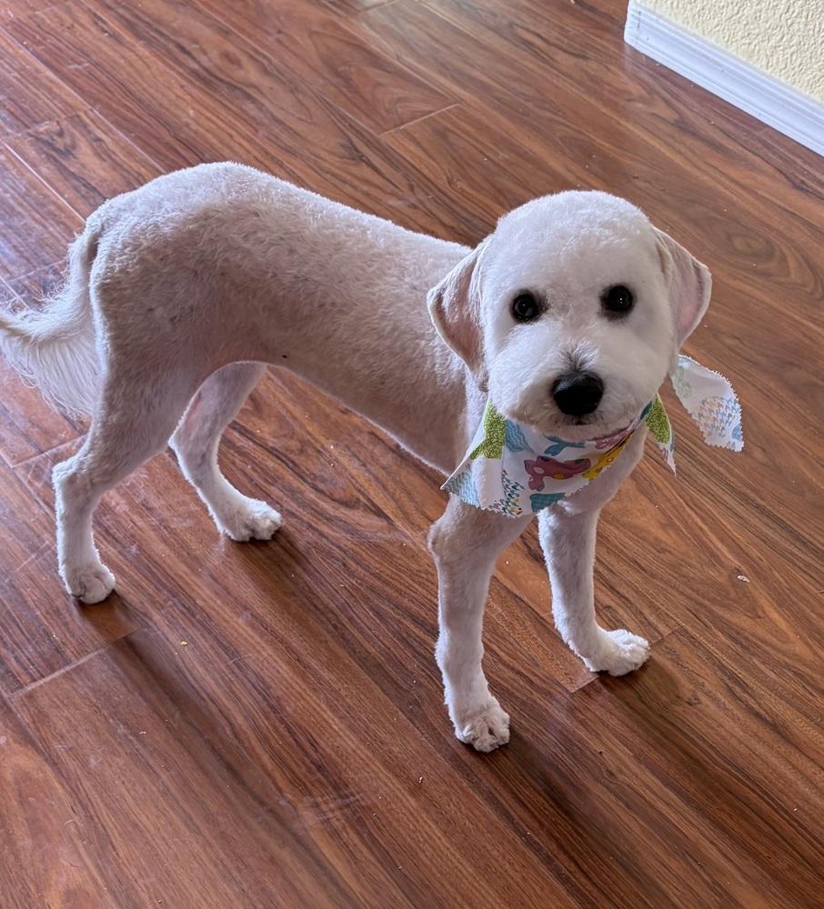 Enlarge Baby Good Boy, an adopted Bichon Frise in TUCSON, AZ image 1/5