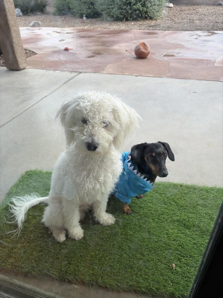 Enlarge Baby Good Boy, an adopted Bichon Frise in TUCSON, AZ image 3/5