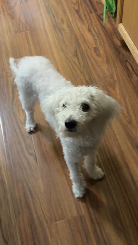 Enlarge Baby Good Boy, an adopted Bichon Frise in TUCSON, AZ image 5/5