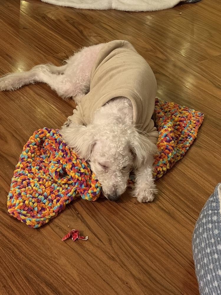 Enlarge Baby Good Boy, an adopted Bichon Frise in TUCSON, AZ image 2/5