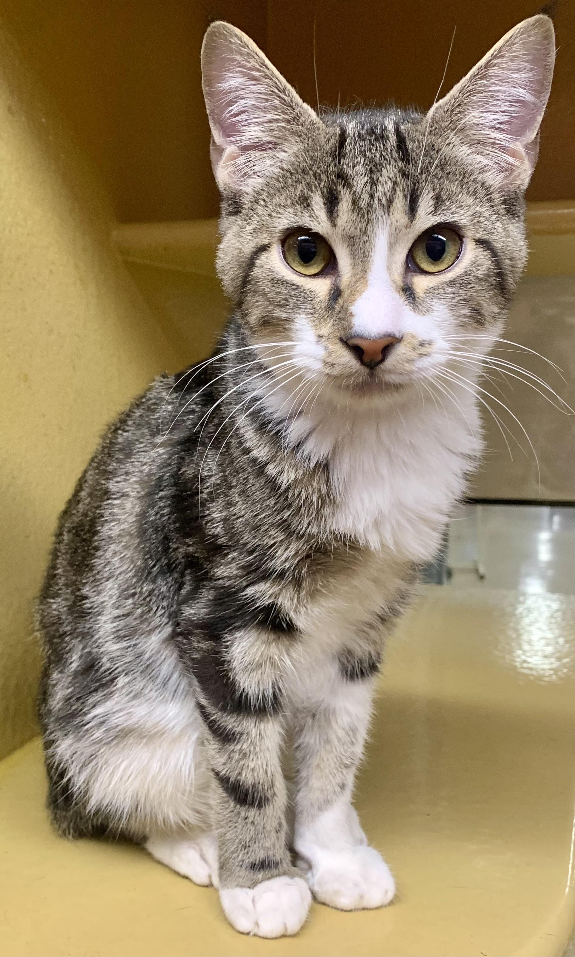 Enlarge Granite, a Adoptable mixed breed in San Jose, CA image 2/3