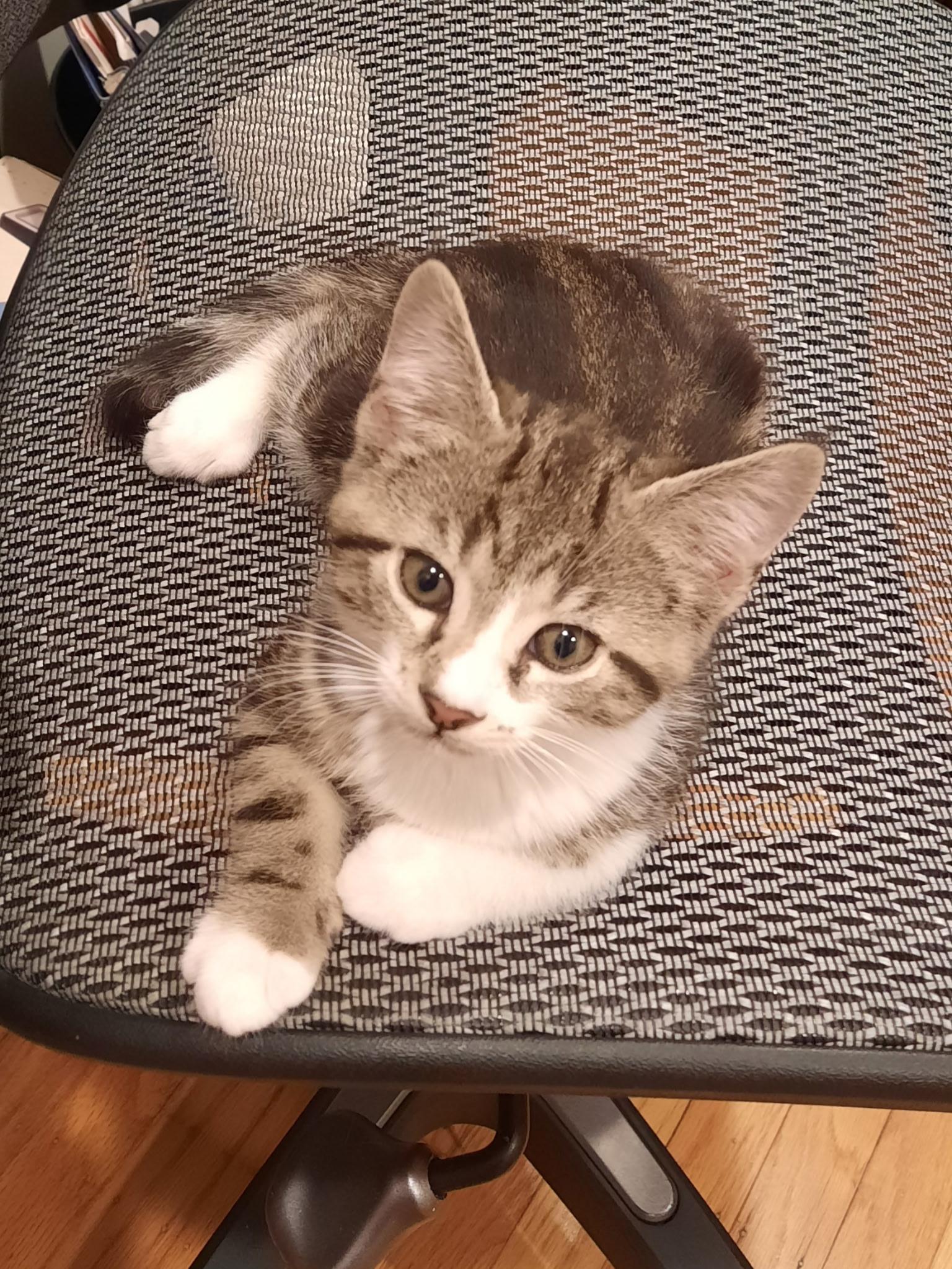 Enlarge Granite, a Adoptable mixed breed in San Jose, CA image 3/3