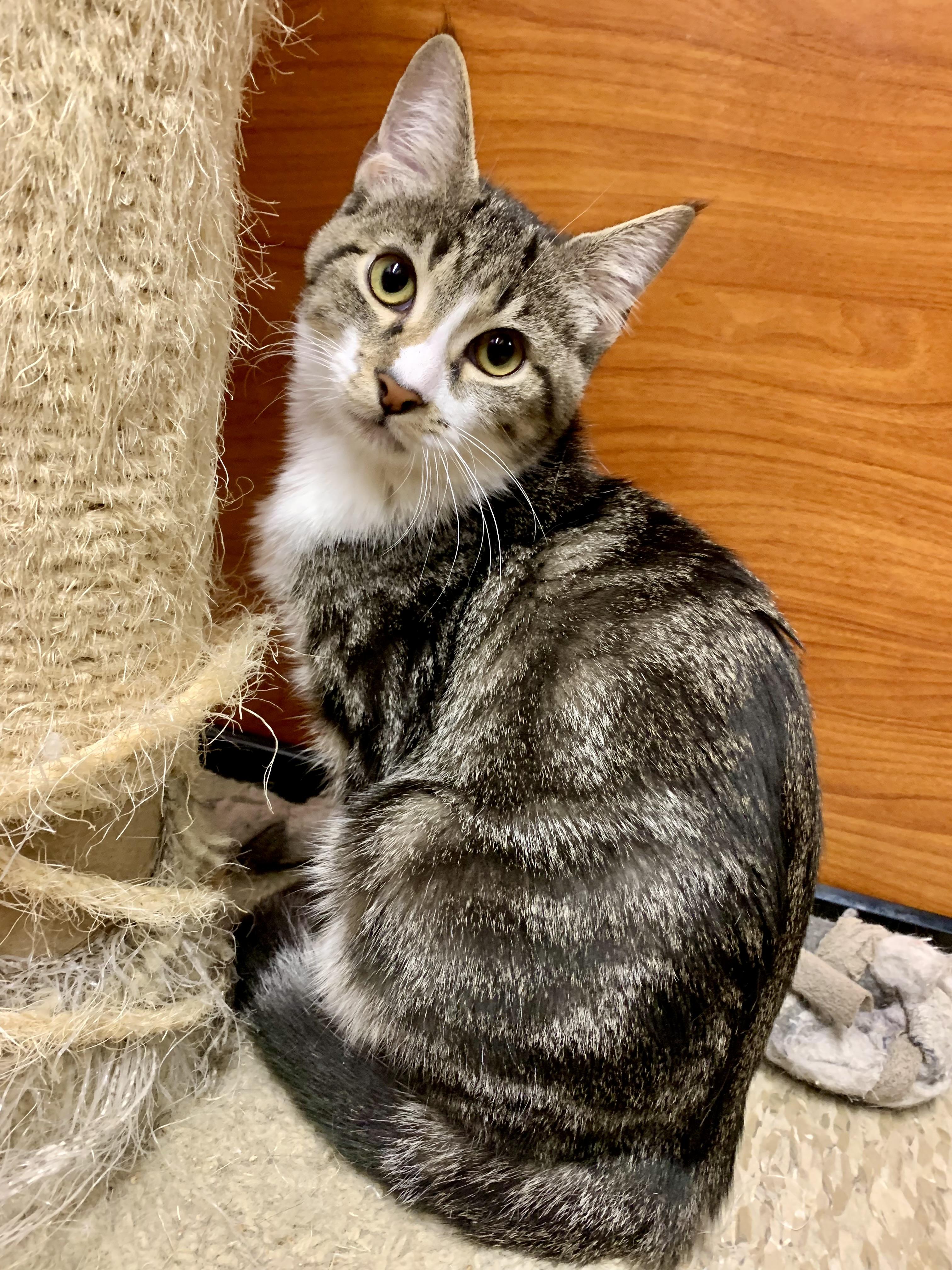 Granite, Adoptable, Young Male Domestic Short Hair.