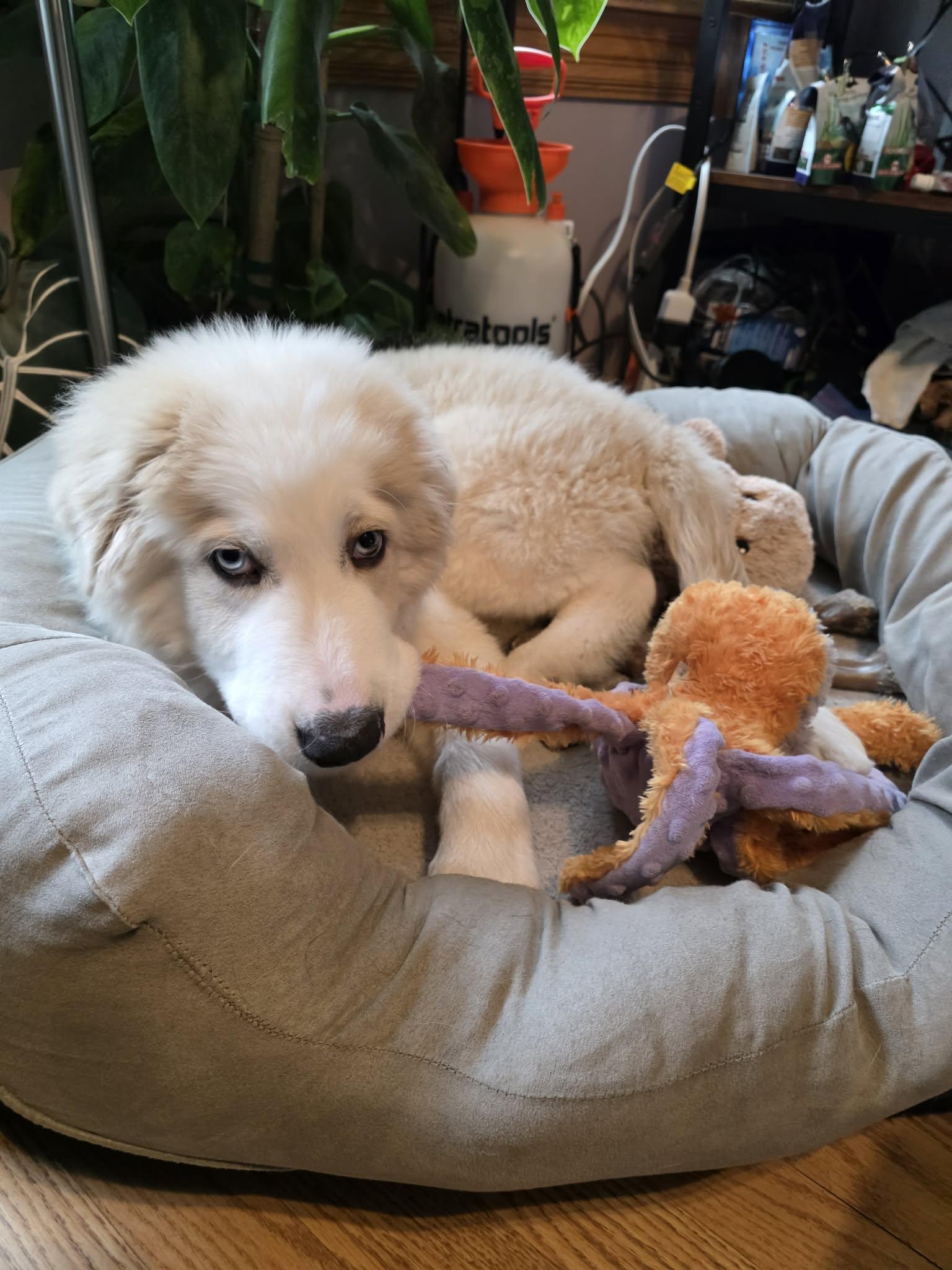 Enlarge Quinn, an adopted mixed breed in Chatham, NJ image 4/6