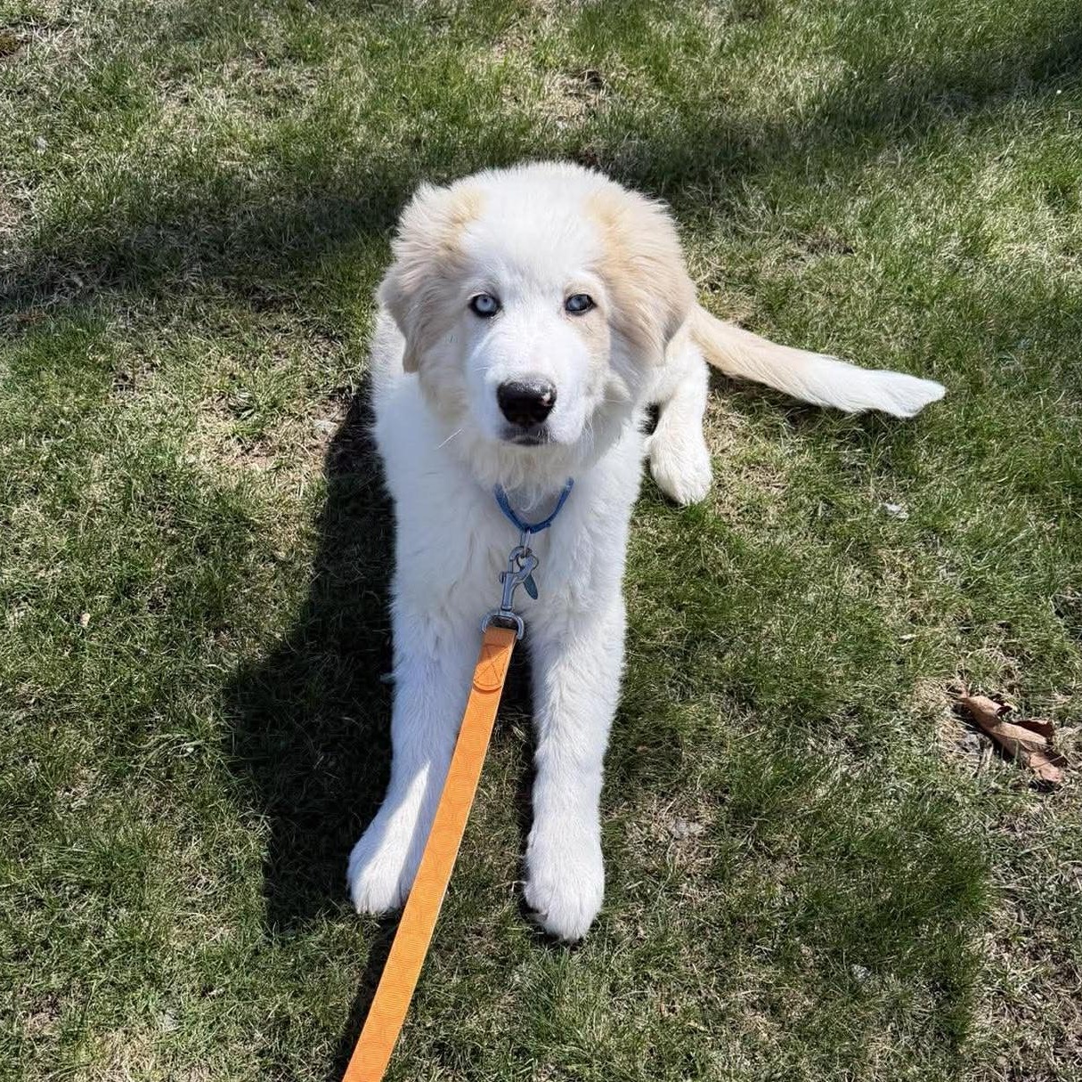 Quinn, adopted, Puppy Male Great Pyrenees & Shepherd.