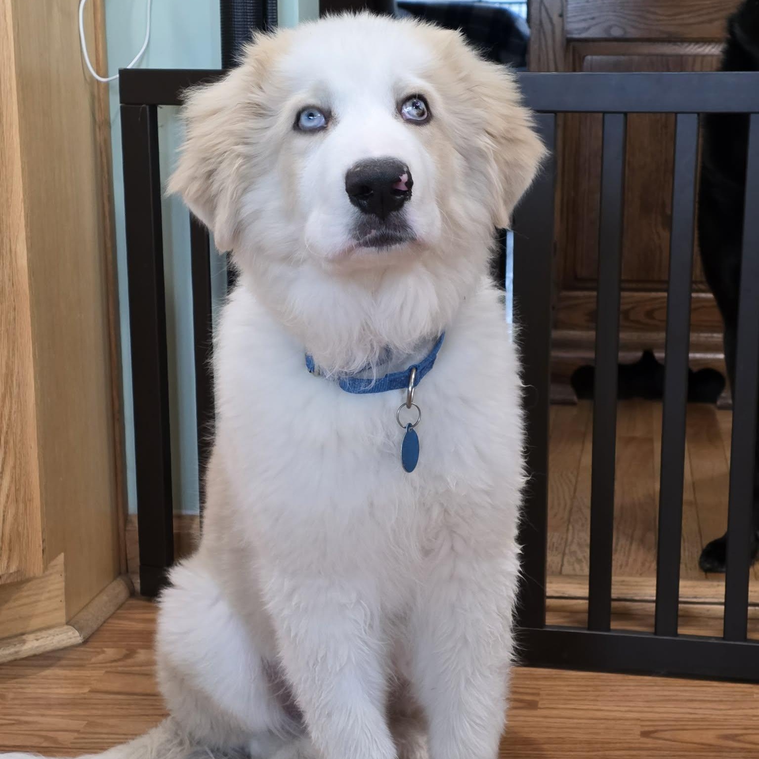 Enlarge Quinn, an adopted mixed breed in Chatham, NJ image 3/6