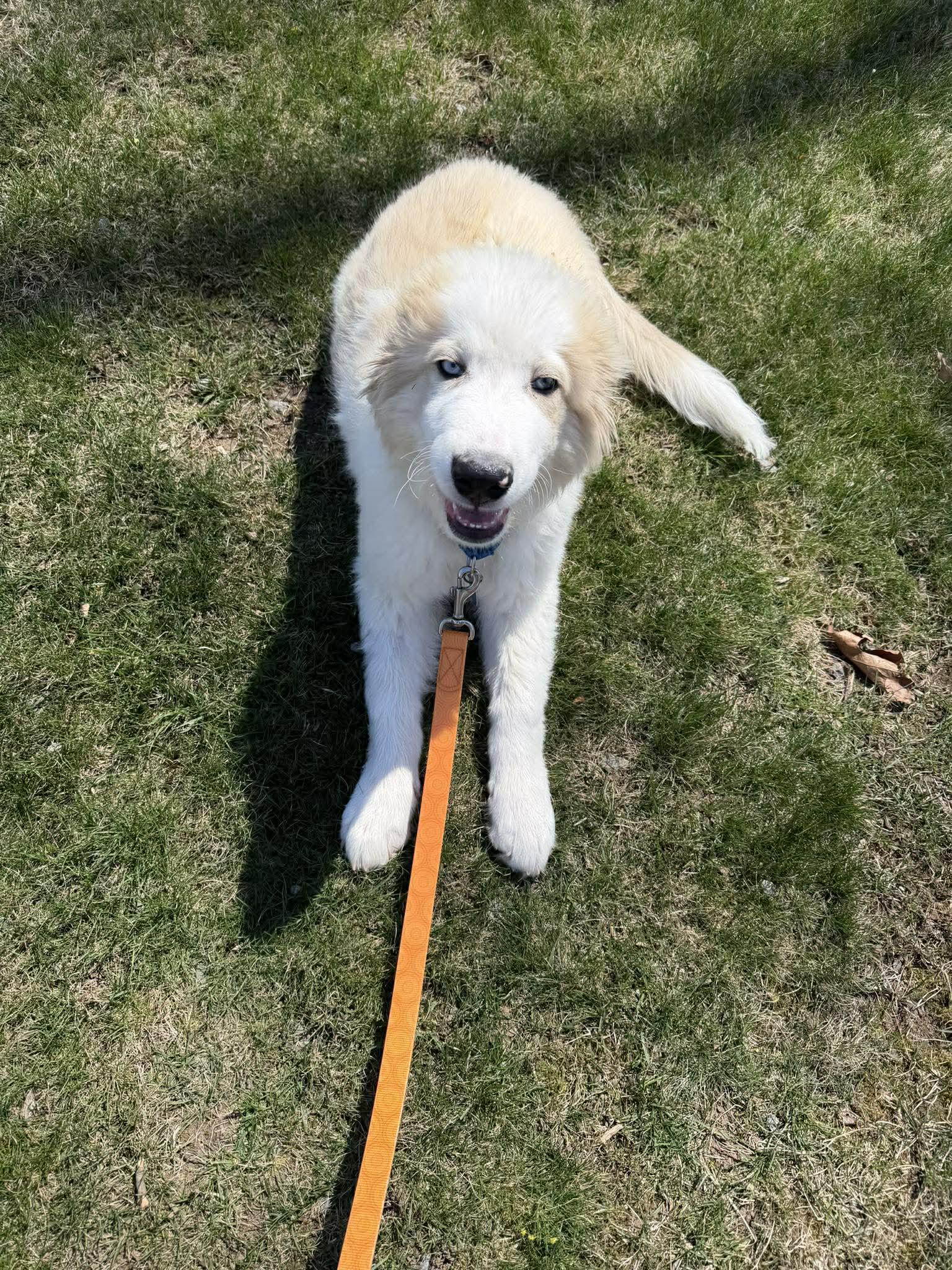 Enlarge Quinn, an adopted mixed breed in Chatham, NJ image 6/6