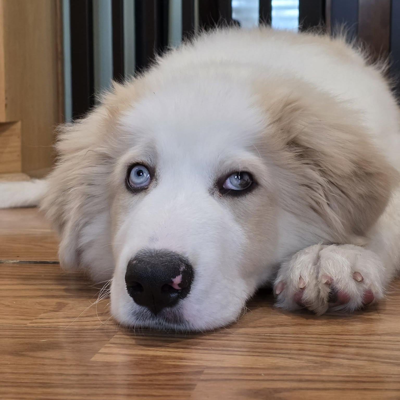 Enlarge Quinn, an adopted mixed breed in Chatham, NJ image 2/6