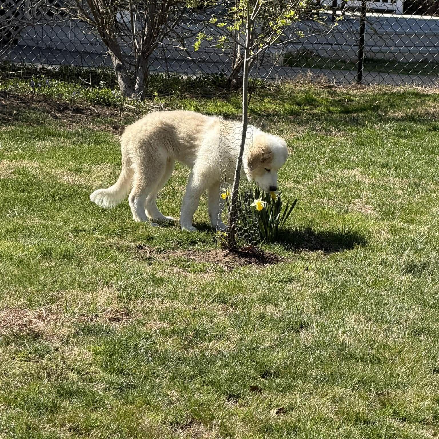 Enlarge Quinn, an adopted mixed breed in Chatham, NJ image 5/6