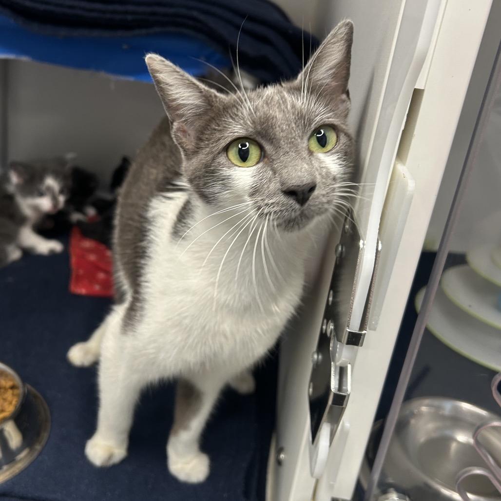 Enlarge Tzatziki, a Adoptable Domestic Short Hair in Playa Vista, CA image 1/2