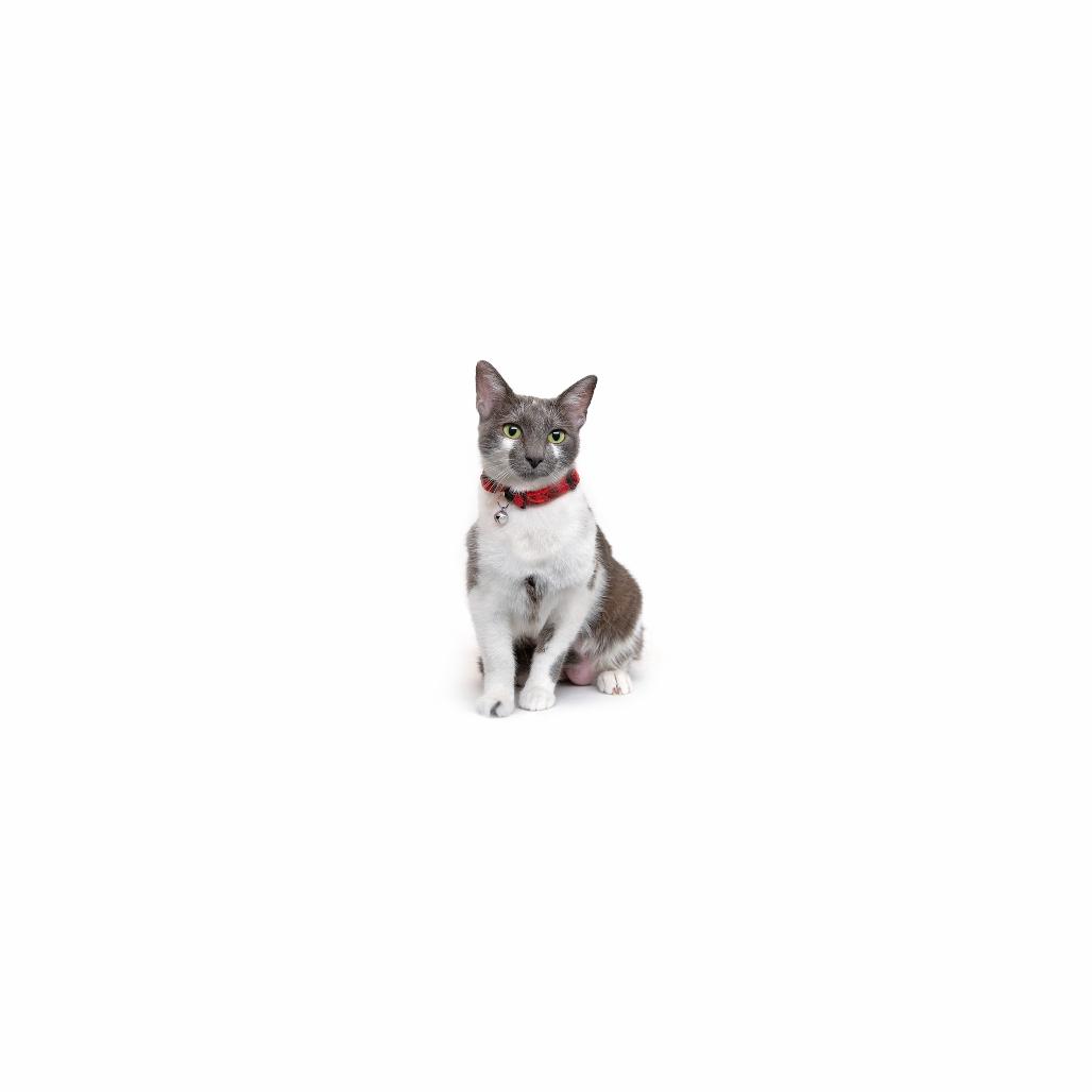 Enlarge Tzatziki, a Adoptable Domestic Short Hair in Playa Vista, CA image 2/2