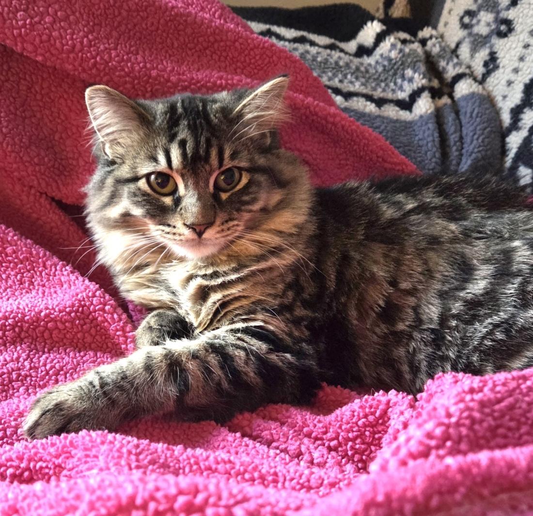 Enlarge BUSCEMI, a ADOPTABLE Domestic Medium Hair in Gurnee, IL image 4/6