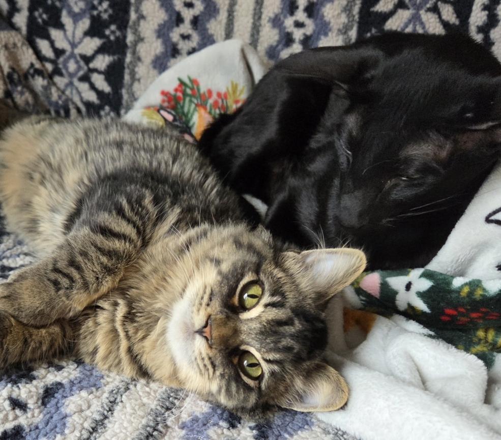 Enlarge BUSCEMI, a ADOPTABLE Domestic Medium Hair in Gurnee, IL image 3/6