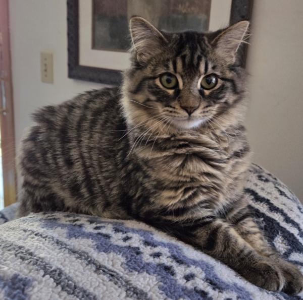 BUSCEMI, ADOPTABLE, Kitten Male Domestic Medium Hair.