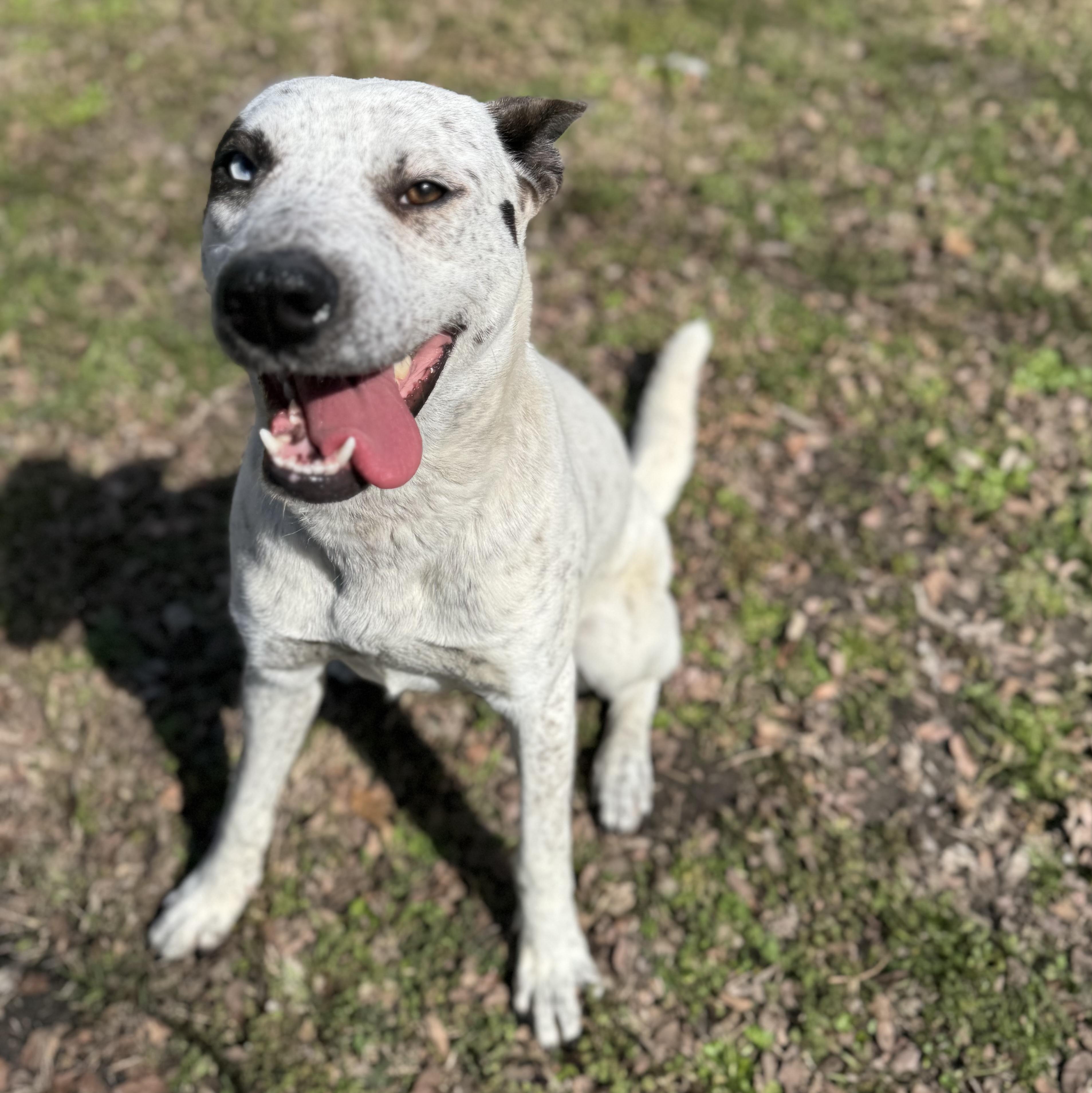 Shelby, ADOPTABLE, Adult Female Australian Cattle Dog / Blue Heeler.