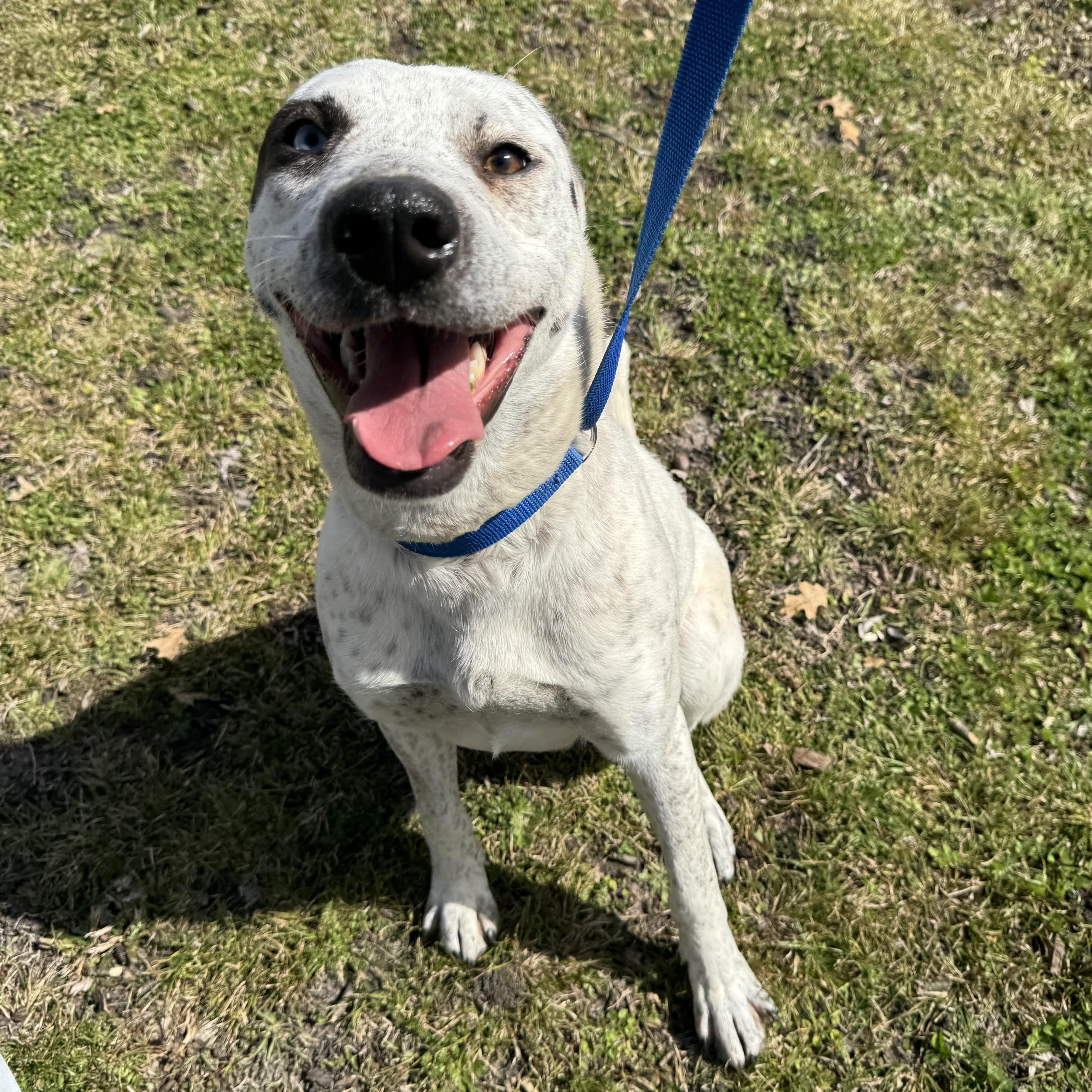 Enlarge Shelby, a ADOPTABLE mixed breed in Sherman, TX image 4/5