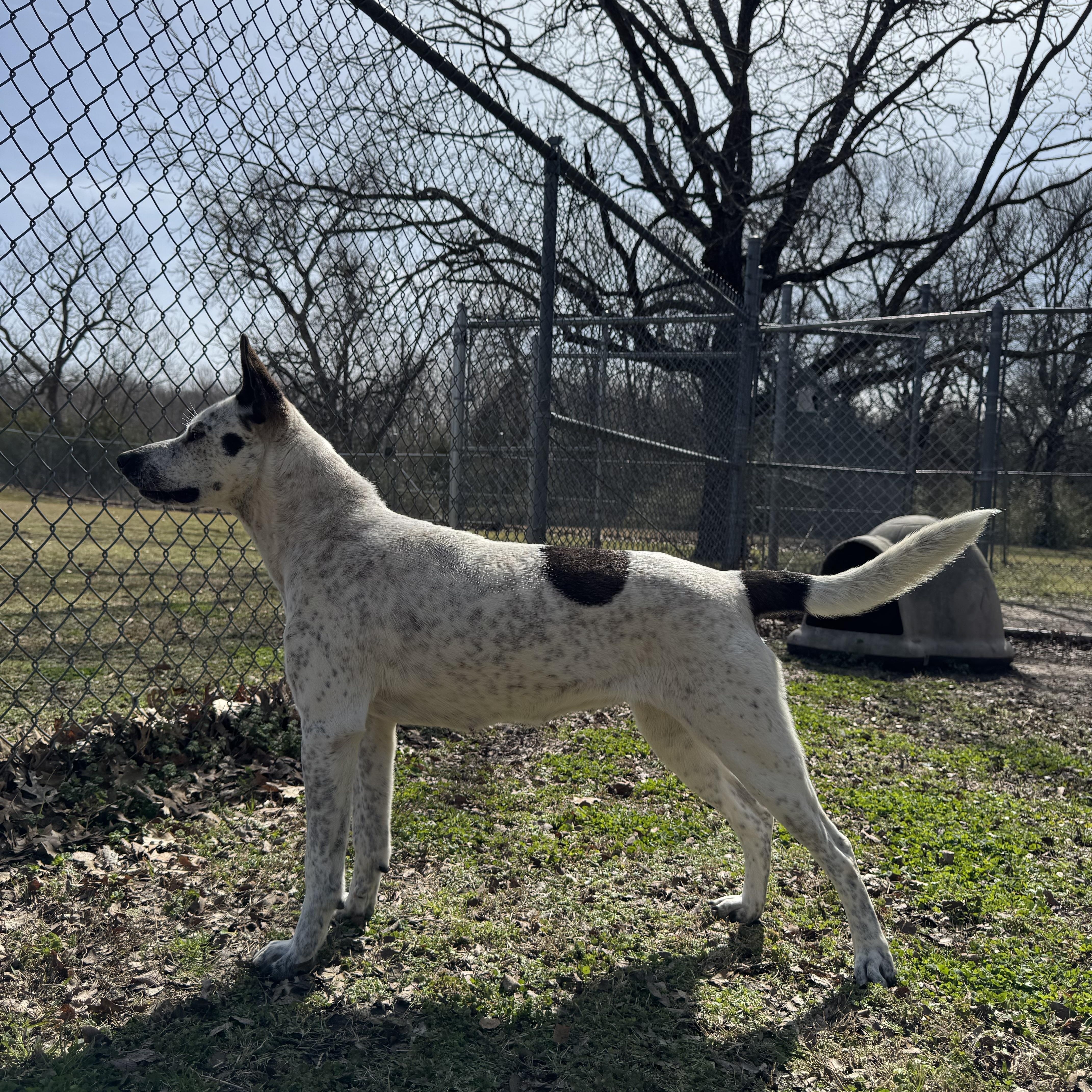 Enlarge Shelby, a ADOPTABLE mixed breed in Sherman, TX image 3/5