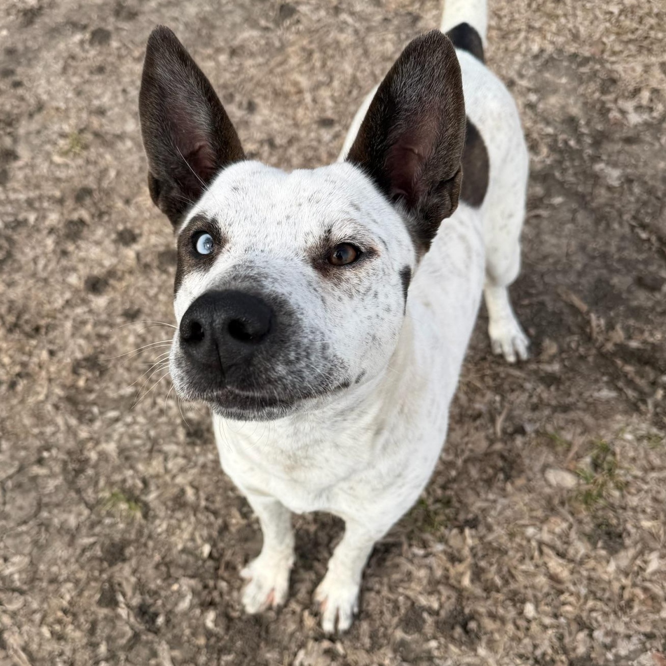 Enlarge Shelby, a ADOPTABLE mixed breed in Sherman, TX image 5/5