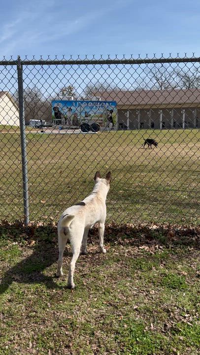Enlarge Shelby, a ADOPTABLE mixed breed in Sherman, TX video 2/5