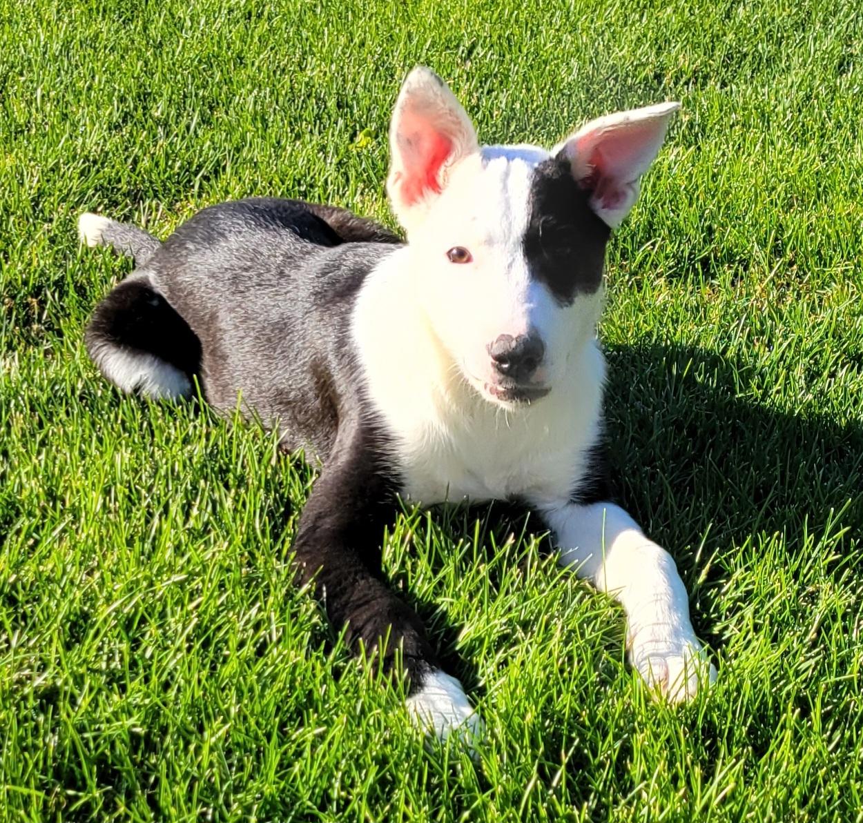 Enlarge Twix, a Adoptable mixed breed in Elwood, NJ image 3/5