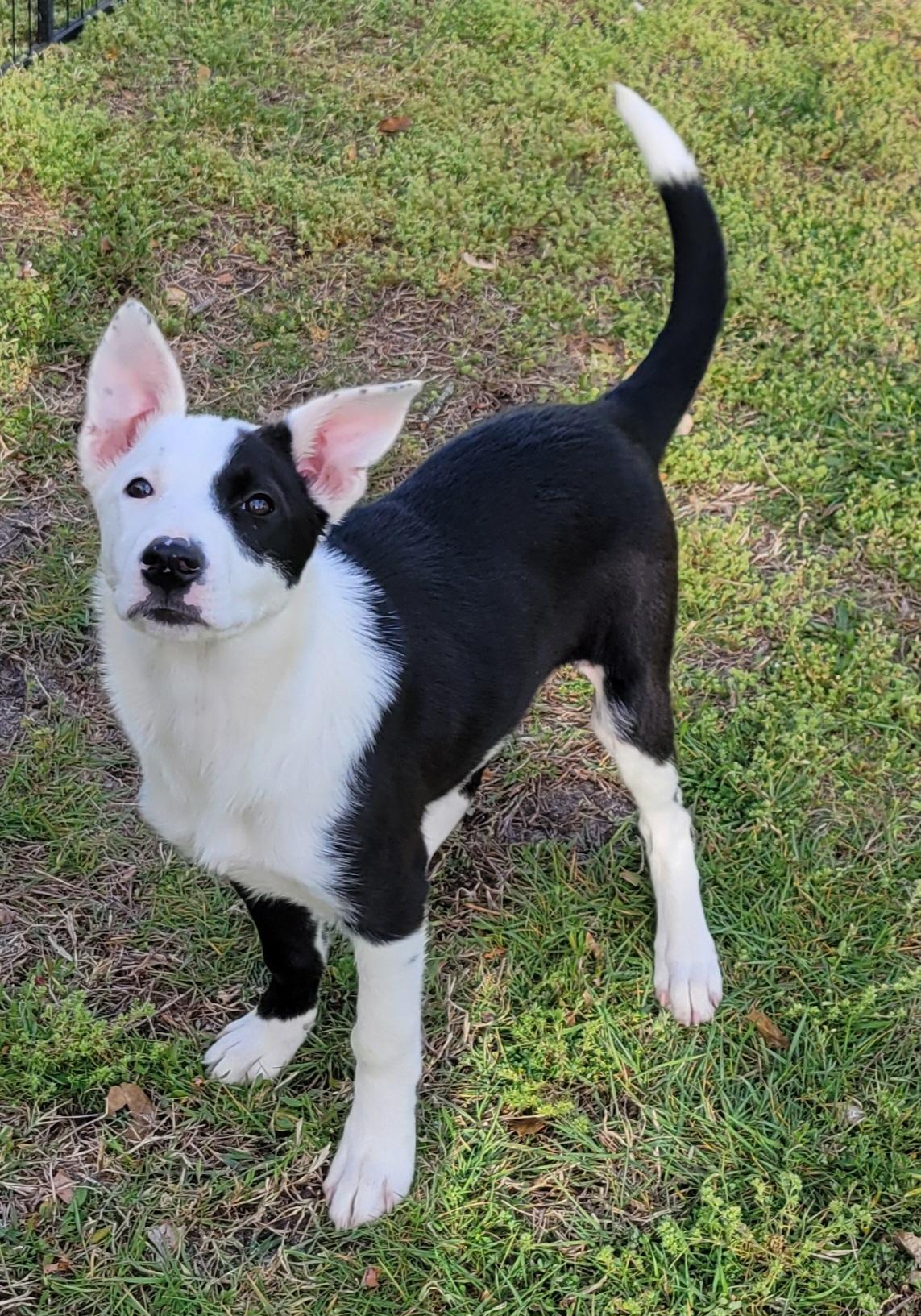 Enlarge Twix, a Adoptable mixed breed in Elwood, NJ image 5/5