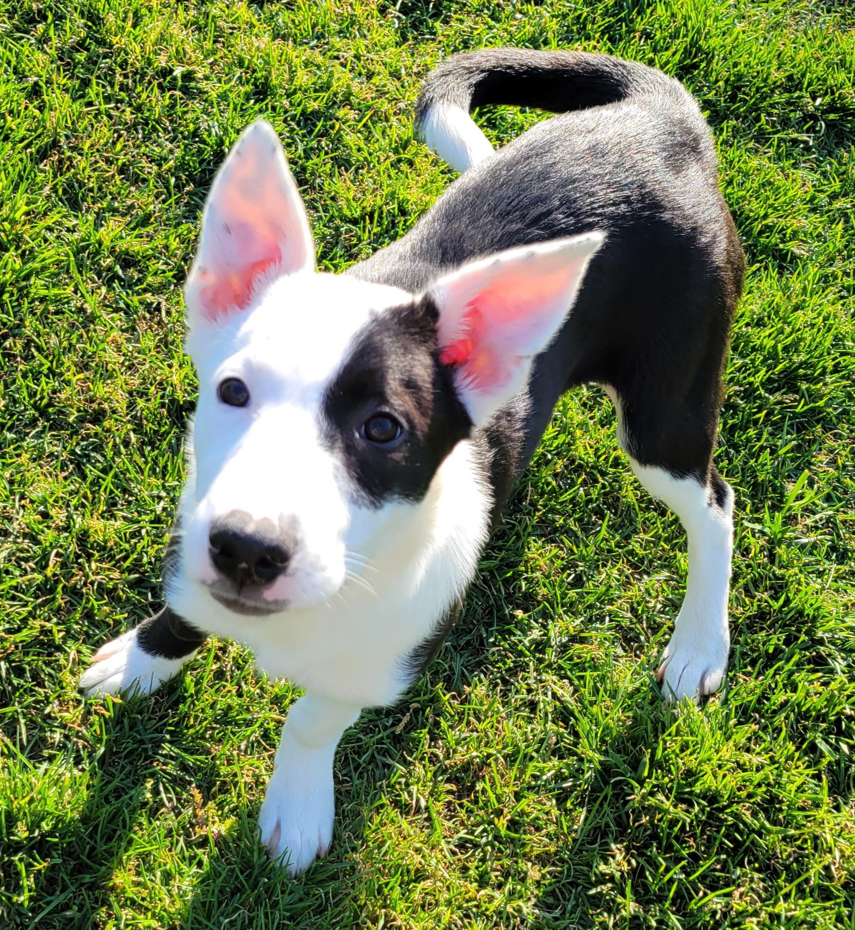 Enlarge Twix, a Adoptable mixed breed in Elwood, NJ image 2/5
