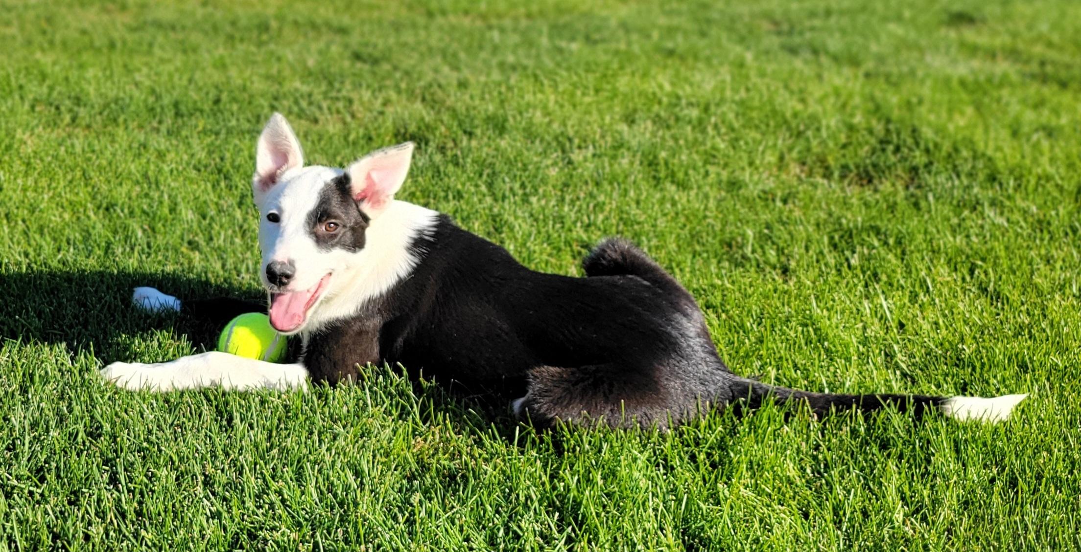 Enlarge Twix, a Adoptable mixed breed in Elwood, NJ image 1/5