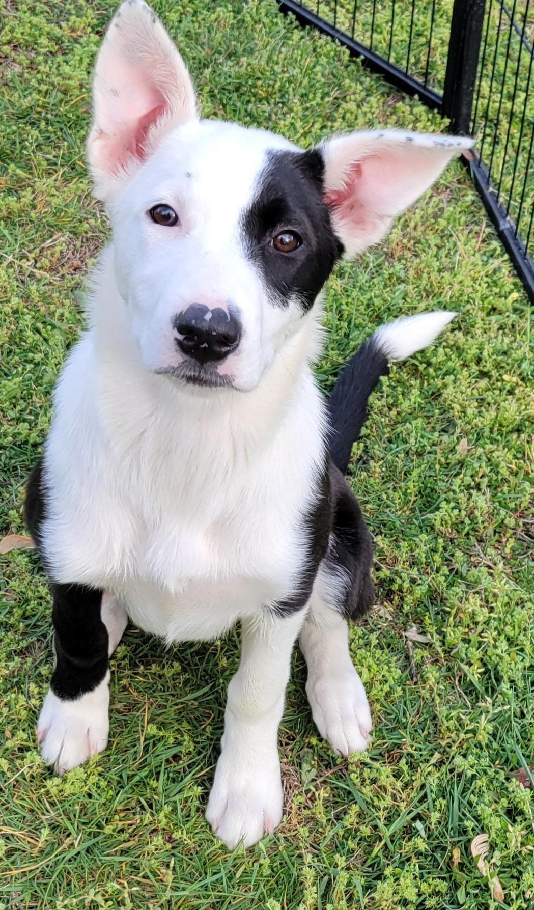 Enlarge Twix, a Adoptable mixed breed in Elwood, NJ image 4/5