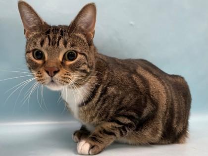 Athena, Adoptable, Adult Male Domestic Short Hair & Domestic Short Hair.