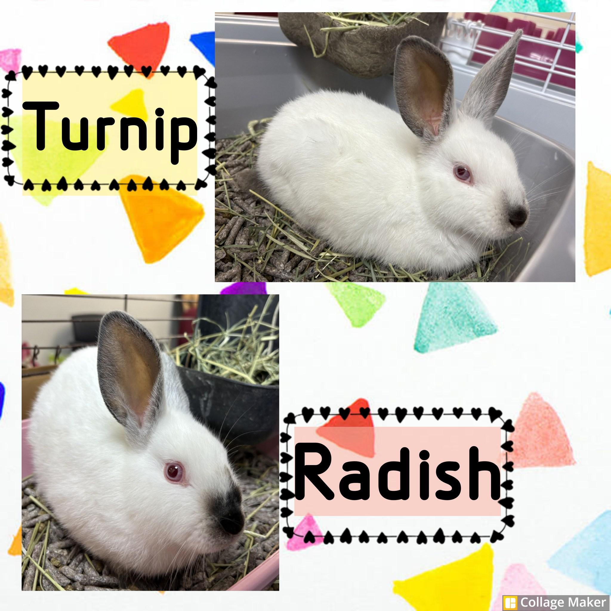 Turnip and Radish, ADOPTABLE, Young Female Californian.