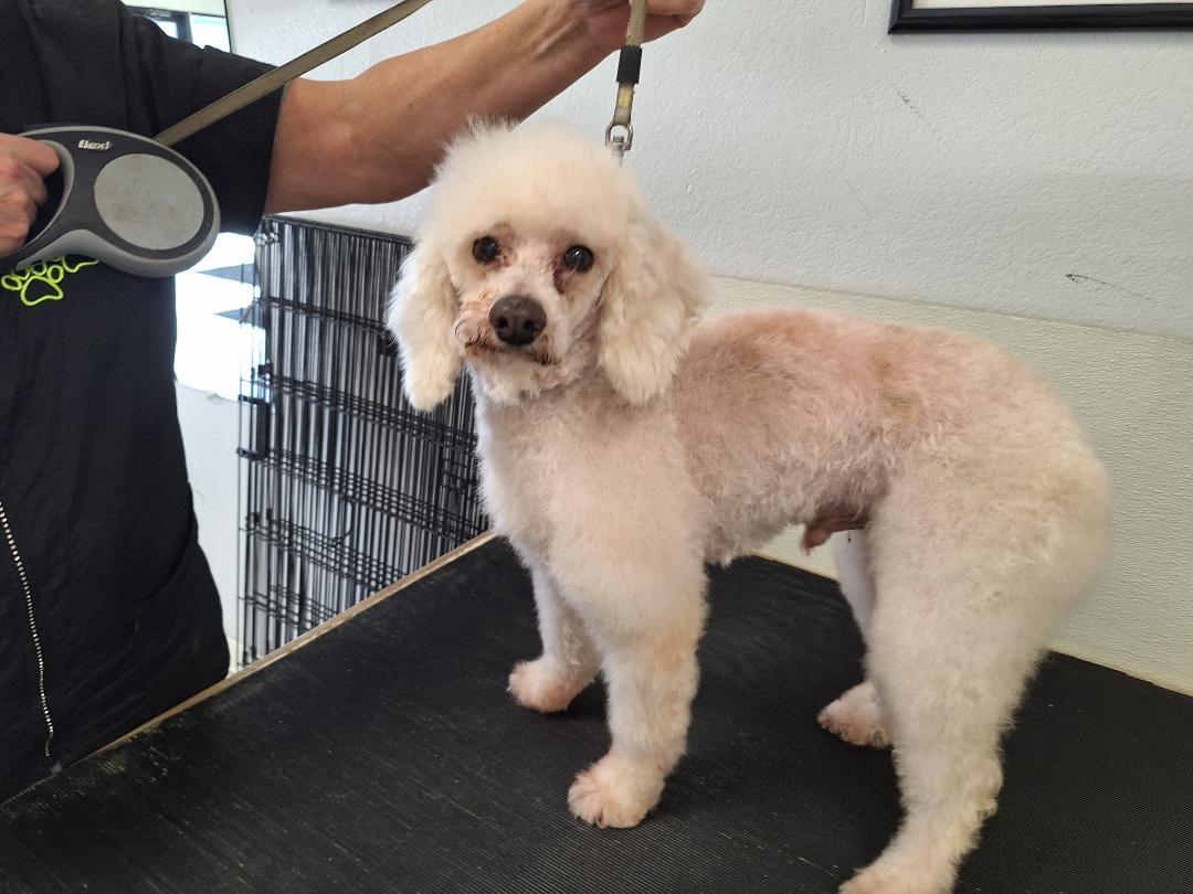 Chauncy, an adopted Miniature Poodle in Salem, OR image 2/2