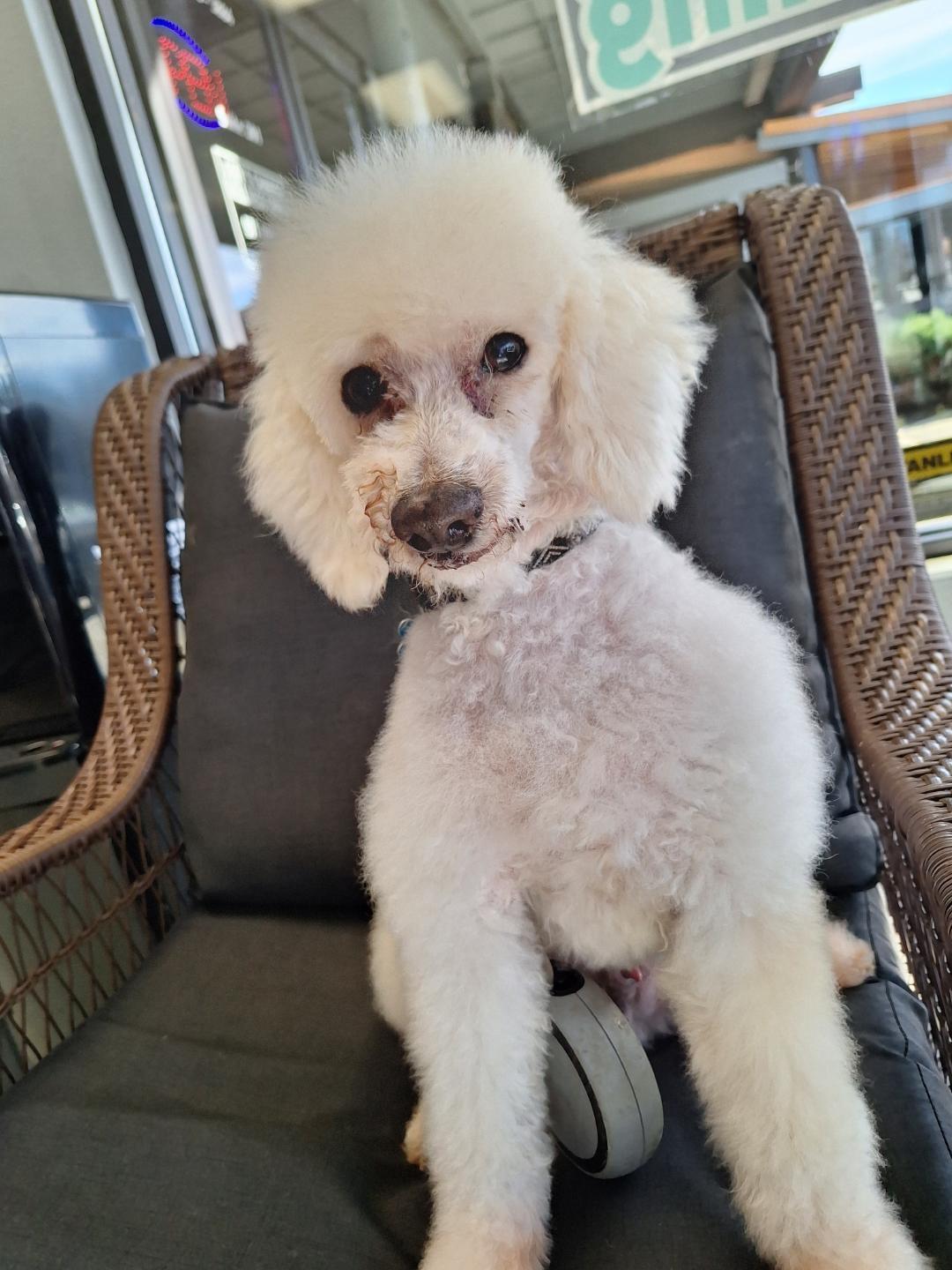 Chauncy, adopted, Senior Male Miniature Poodle.