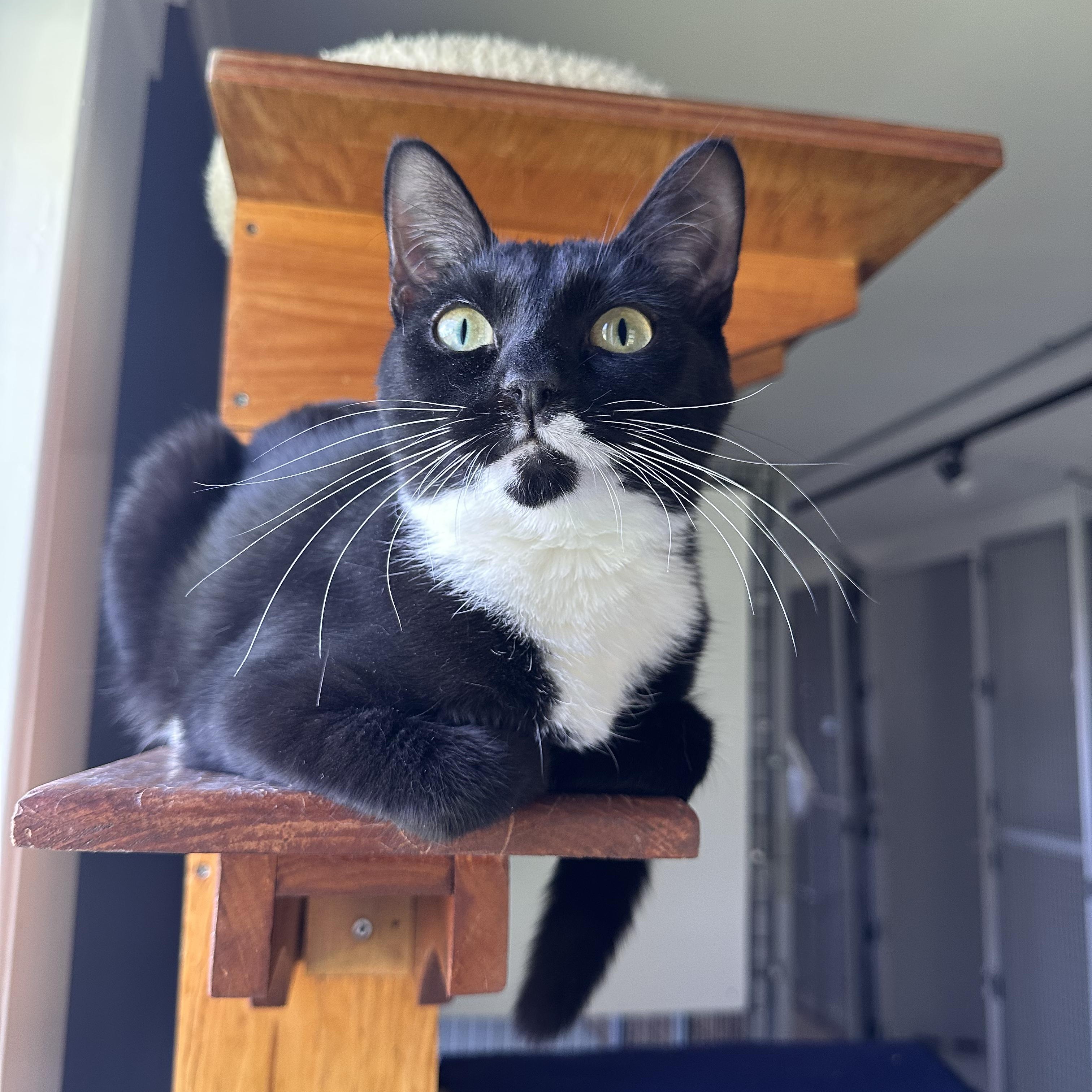 Enlarge Genevieve, a ADOPTABLE Domestic Short Hair in Littleton, NH image 2/5
