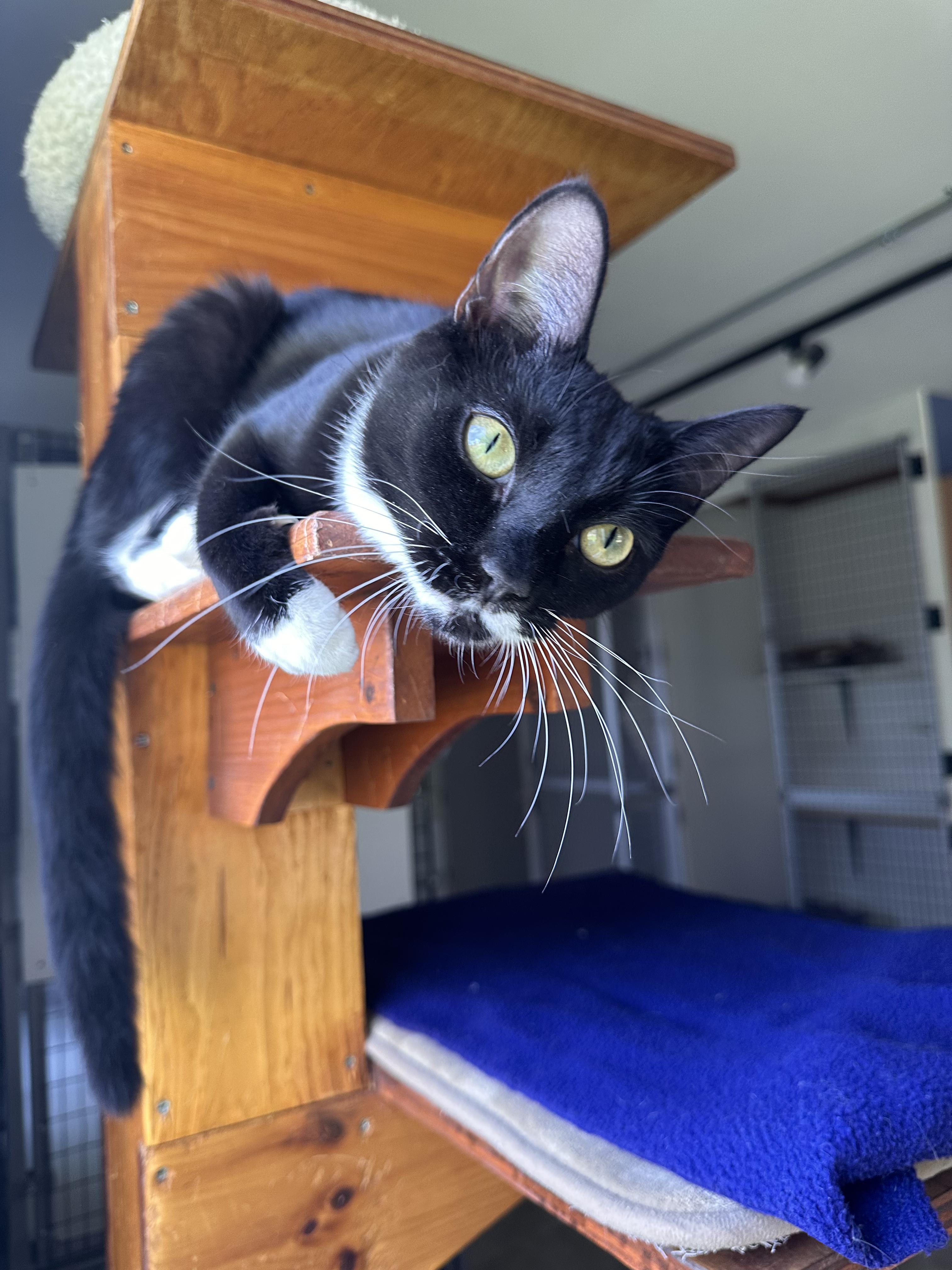 Genevieve, ADOPTABLE, Young Female Domestic Short Hair.