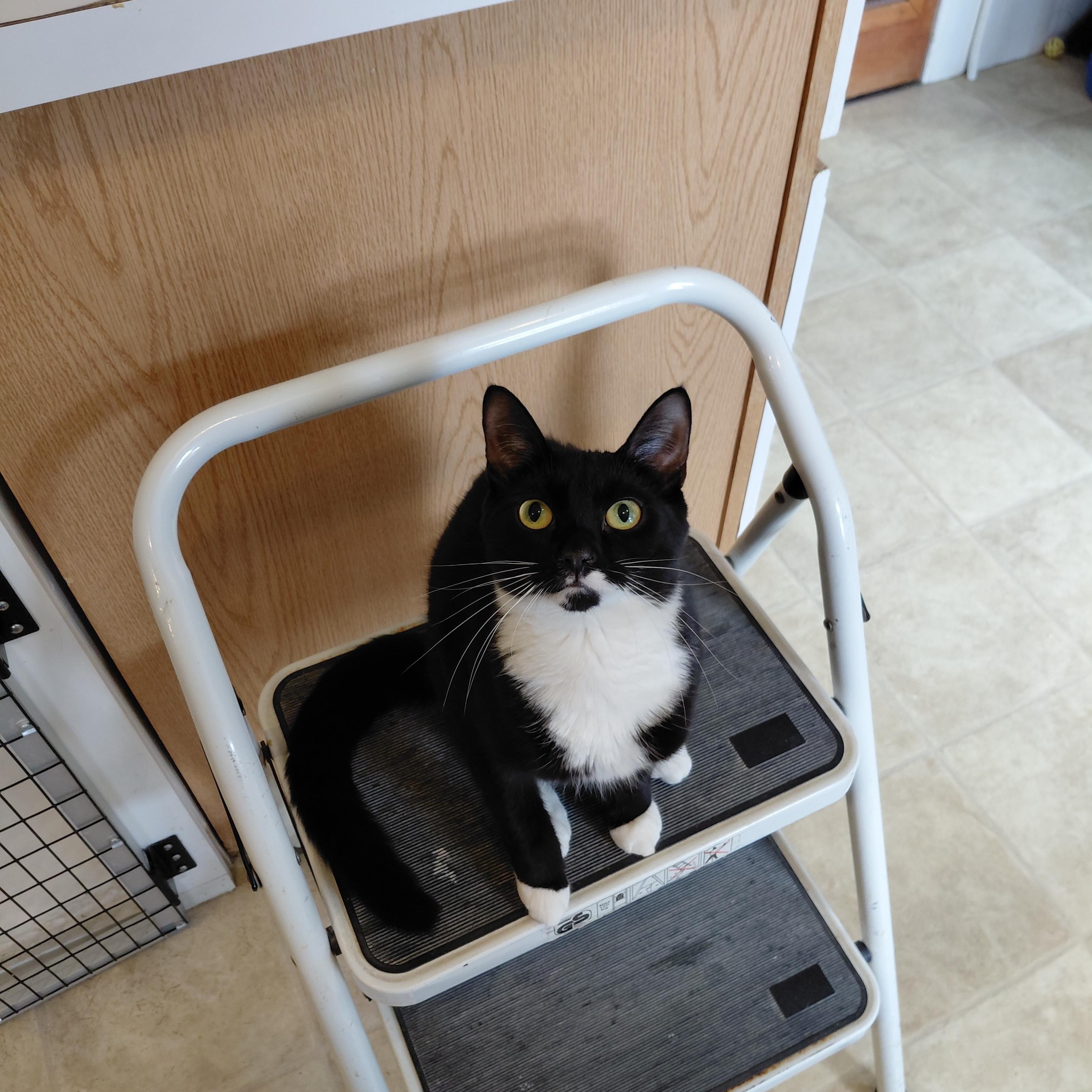 Enlarge Genevieve, a ADOPTABLE Domestic Short Hair in Littleton, NH image 4/5