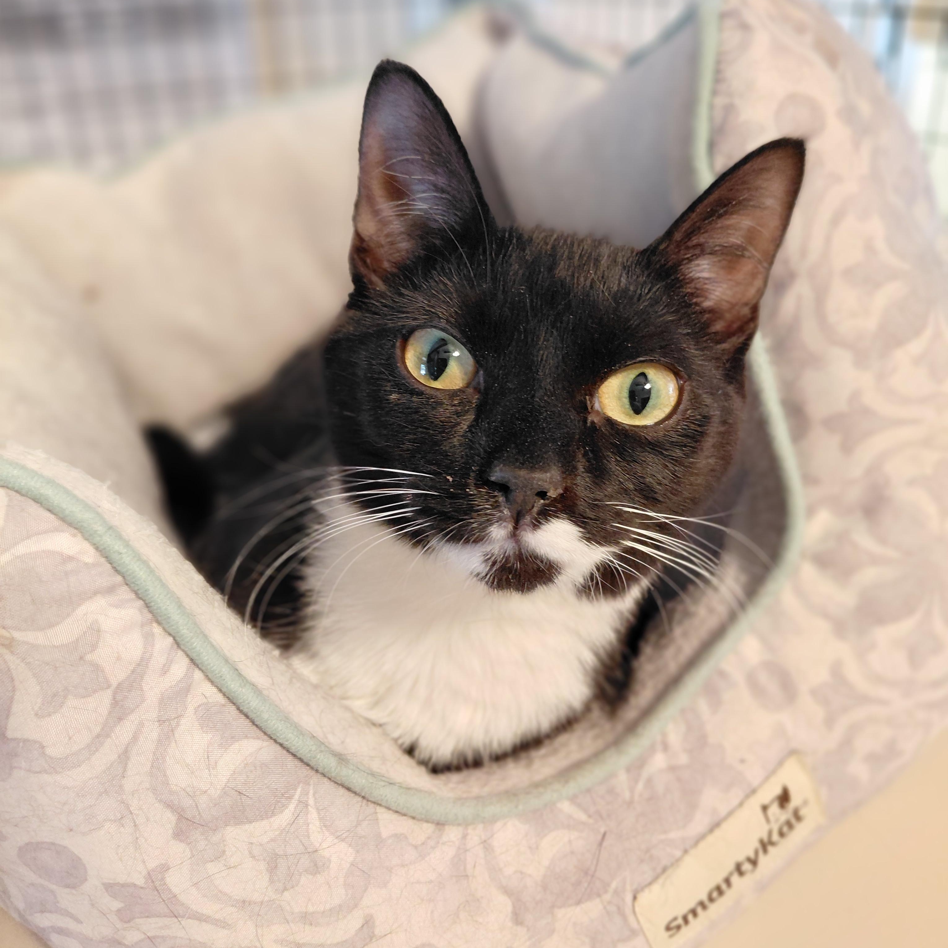 Enlarge Genevieve, a ADOPTABLE Domestic Short Hair in Littleton, NH image 5/5