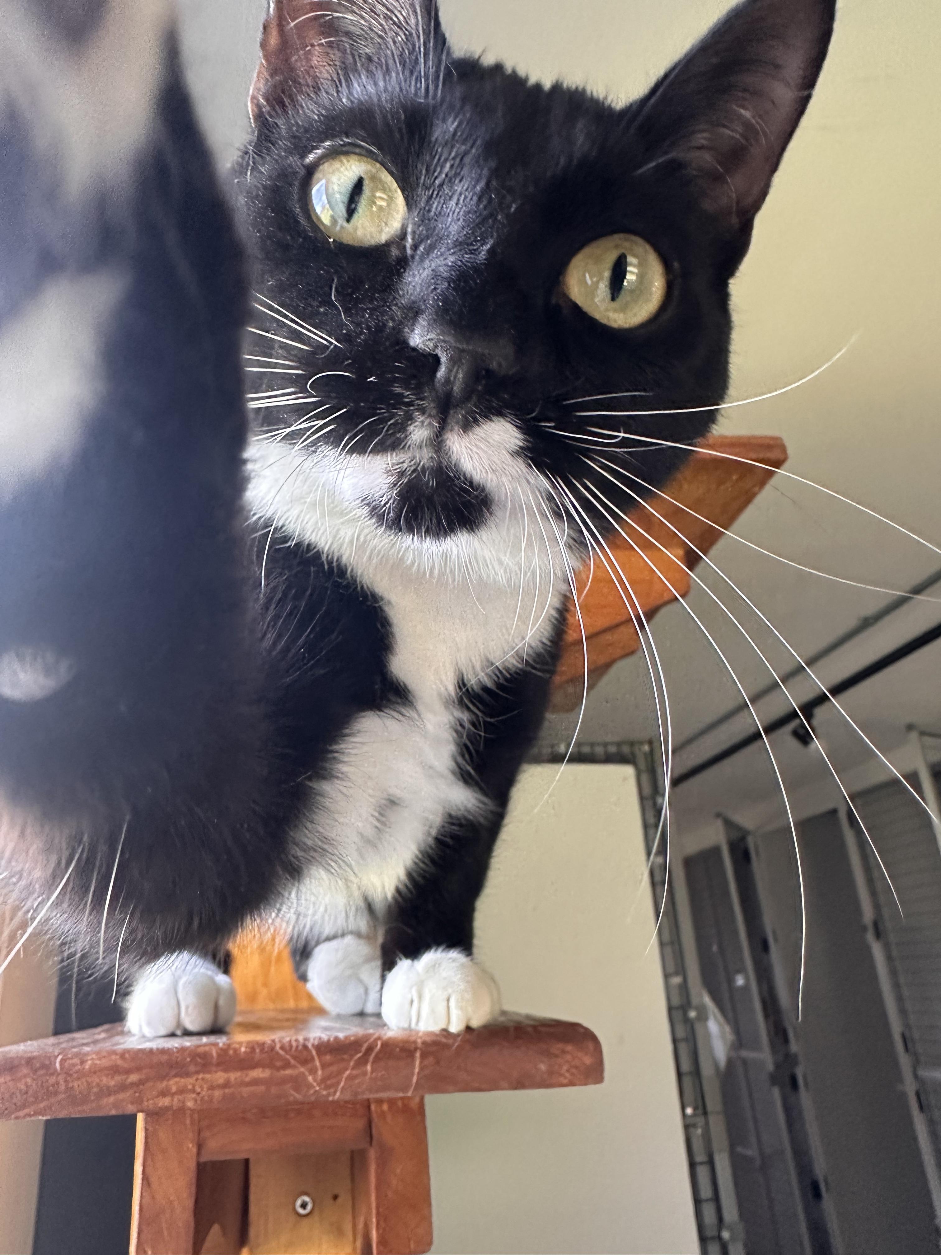 Enlarge Genevieve, a ADOPTABLE Domestic Short Hair in Littleton, NH image 3/5