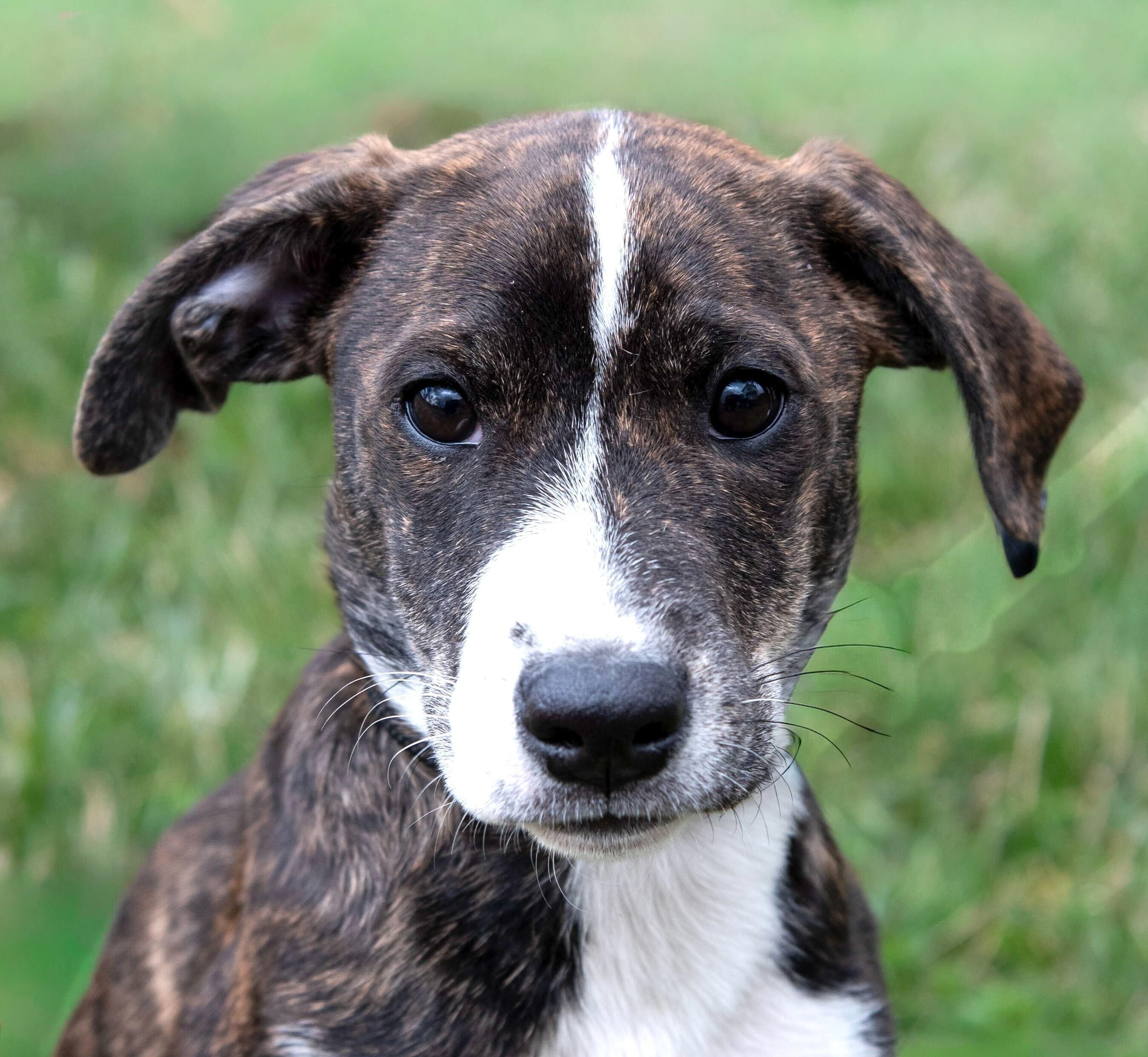 Enlarge Dayna, a Adoptable mixed breed in Richfield, OH image 1/4