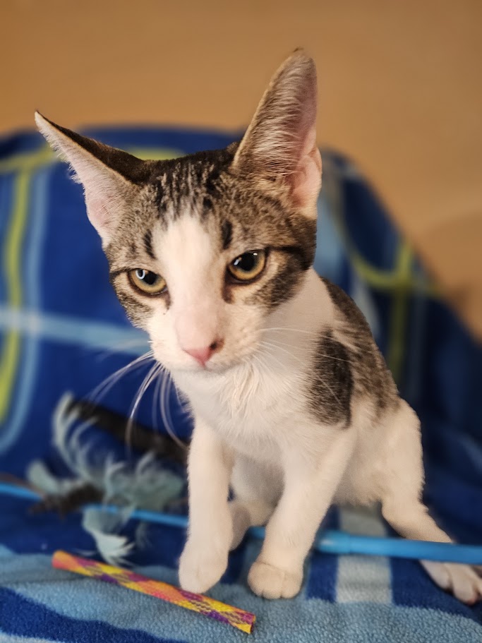 Enlarge Rabbit, a Adopted mixed breed in Kalama, WA image 1/2