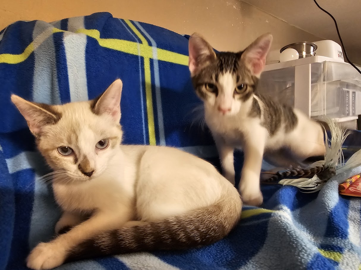 Rabbit, Adopted, Young Male Domestic Medium Hair.