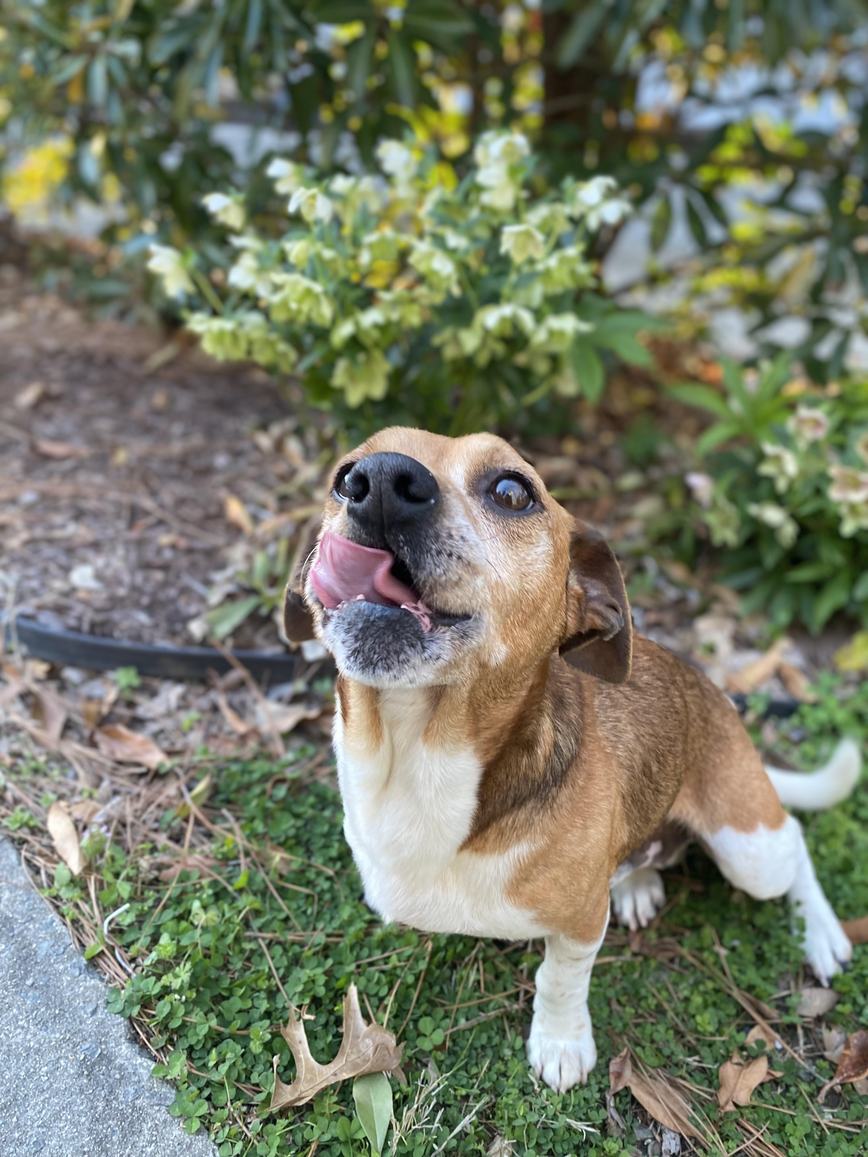 Enlarge Scrappy , a ADOPTABLE mixed breed in Waxhaw, NC image 5/5