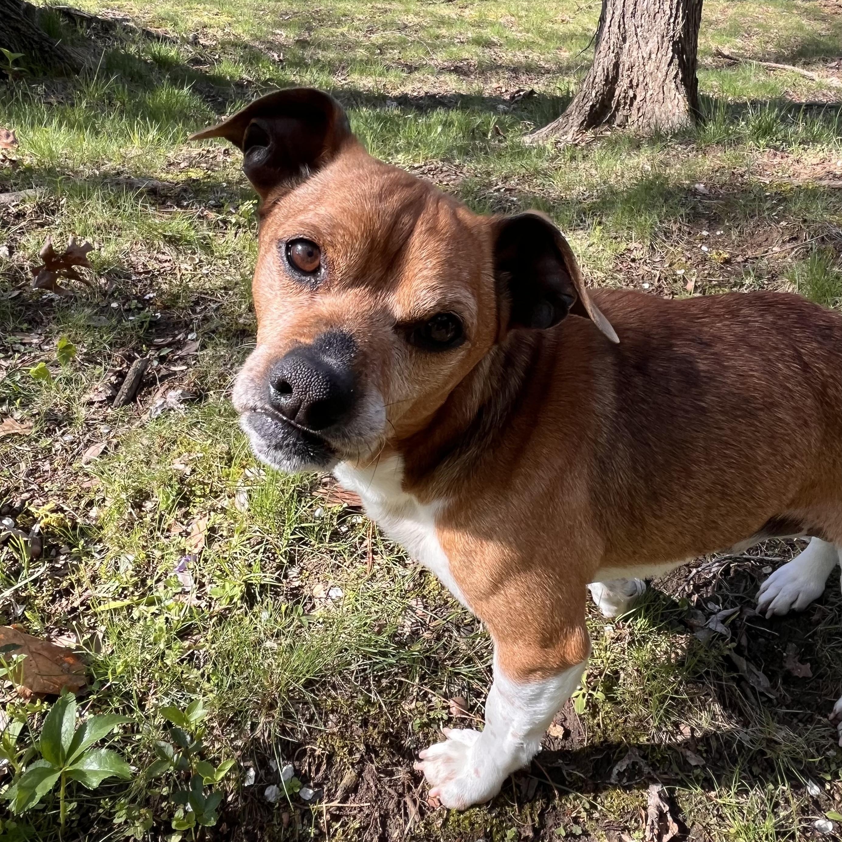 Scrappy , ADOPTABLE, Adult Male Chihuahua & Beagle.