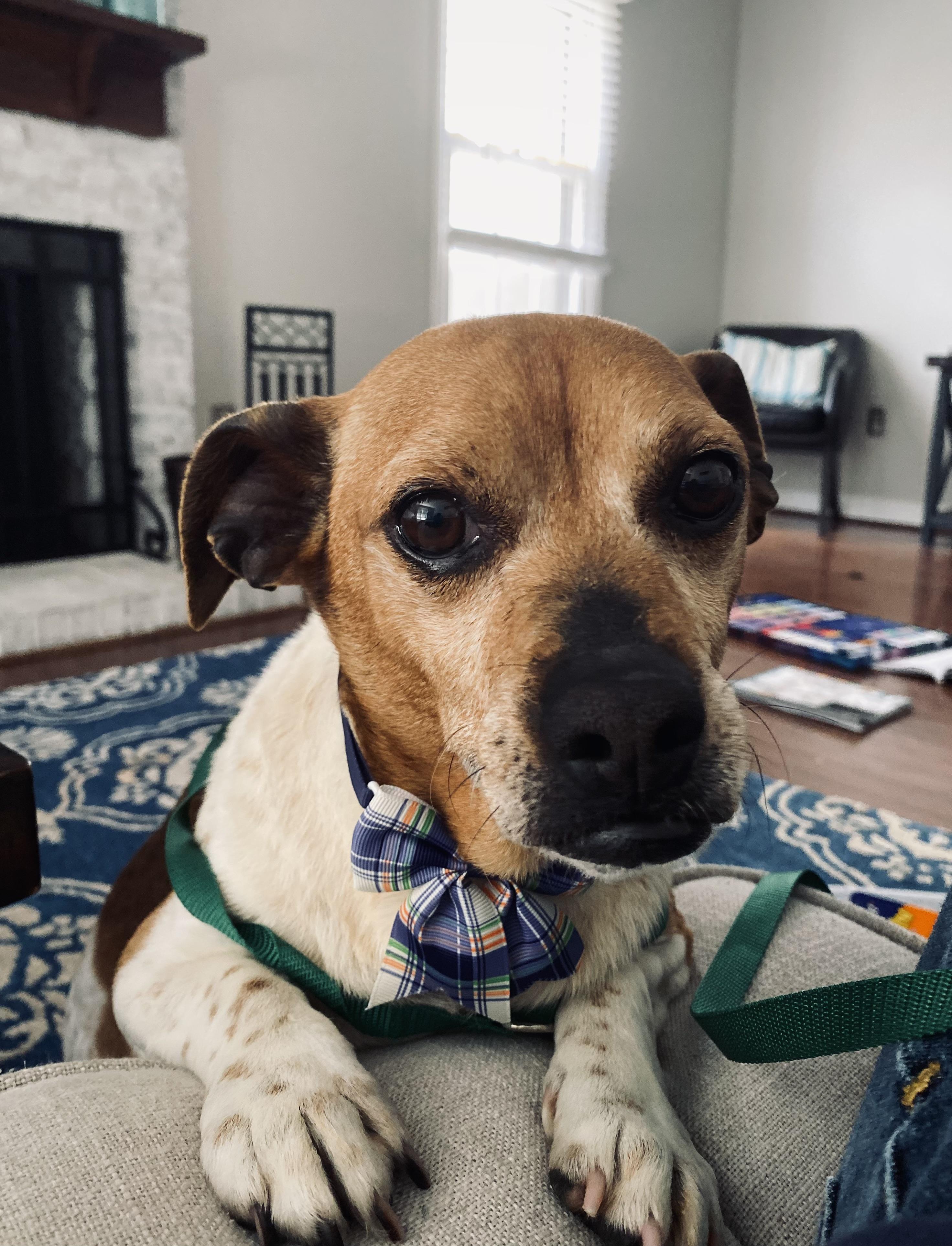 Enlarge Scrappy , a ADOPTABLE mixed breed in Waxhaw, NC image 2/5