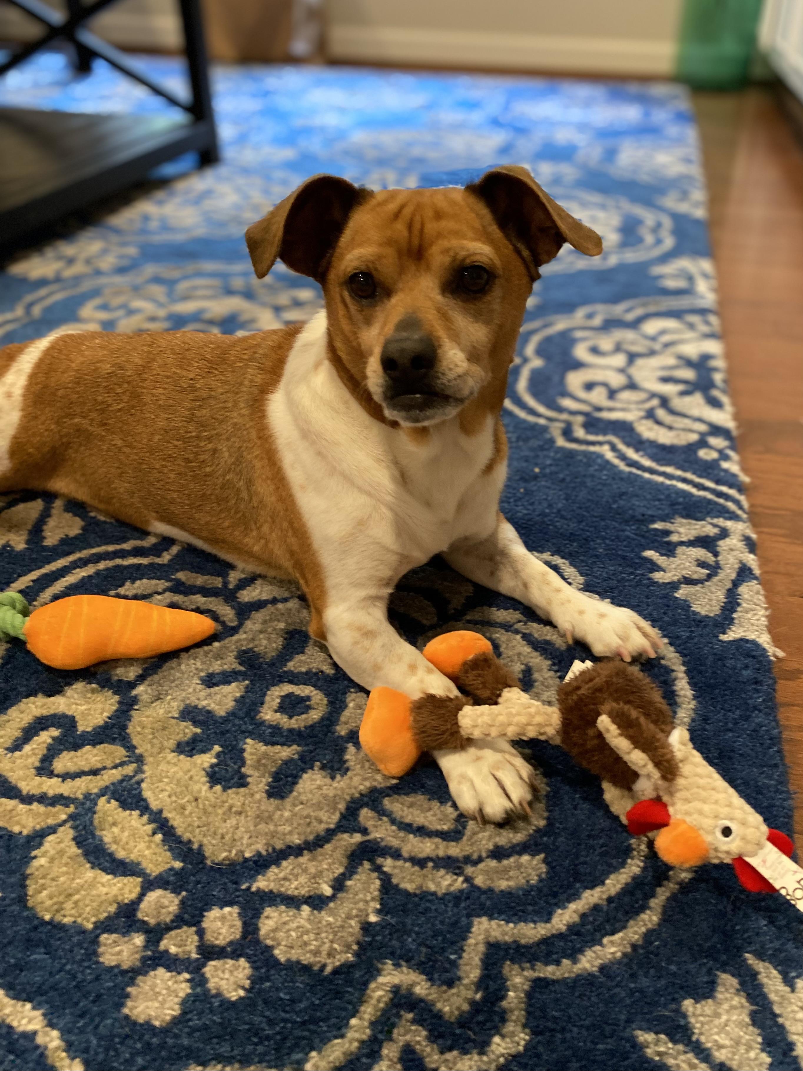 Scrappy , a ADOPTABLE mixed breed in Waxhaw, NC image 2/6